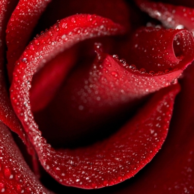 Акция на свежесрезанную Эквадорскую розу сорт Фридом и Мондиаль 60 см!!